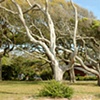 Jekyll Island trees