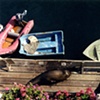 California seals