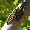 Caterpillars