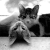PET PHOTOGRAPHY