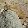 Prairie dog sunning on rock