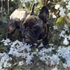 Tauro In The Daisies