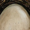 BitterSweet Nest