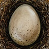 bittersweet egg: 2