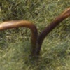Byrophyte (back)