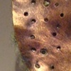 Byrophyte