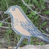 VESPER SPARROW