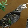 CALIFORNIA QUAIL