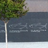 BLUEFIN TUNA