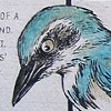 Scrub Jay