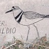 BIRDS OF THE LA RIVER
