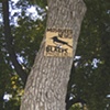 Tree Phoebe