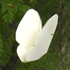 Flying Butterflies 