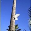 Tree Butterfly