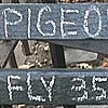 PIGEON TRIVIA