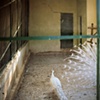 Untitled (Bird Garden)