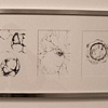 comparative embryonic development