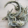 seed Series Devil's claw #2