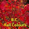 BC Fall Colours