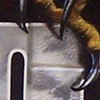 Ira Jones Mural 2 - Claw Detail