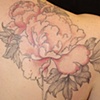 Peony 