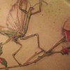 Mantis