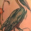 Pelican