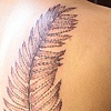 Sword Fern