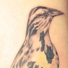 Western Meadowlark