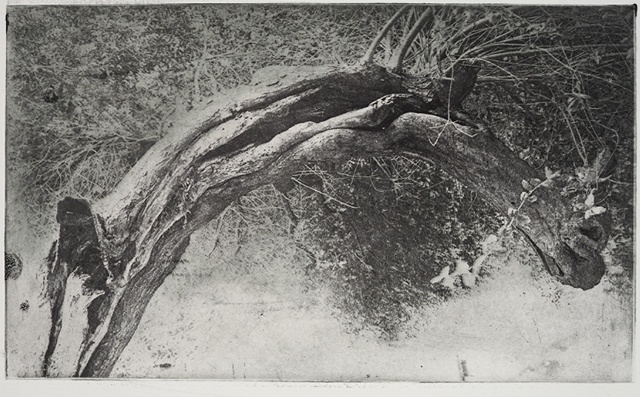 Dorland's Leaning Oak