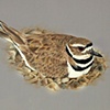 Laurence C.A. Peters
"Killdeer"
