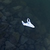 Erik Schmitt
"floating-12.48.56.P.M."