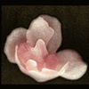 David Francis Medwith
Rose 
