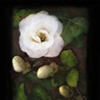 David Francis Medwith
"White Azalea"