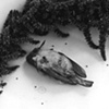Black Moon
"Aves et Amaranthus"