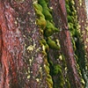 Susan Homes Schwartzbach
"Sequoia"
