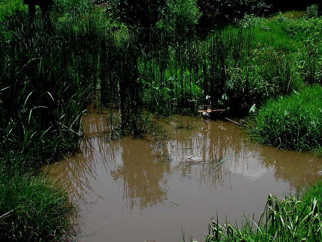 Sculpture, Site-Specific Installation, Bronze, Glass, Waterscape, Nature