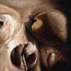 close up skull 1