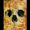 nuance skull