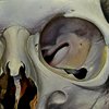 close up skull4