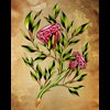 ruby roses