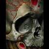 sm bio skull