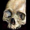 moldy old tan skull