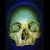 blue green skull