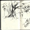 Hato Cristero, trees
