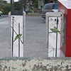 Monk Parakeet installation-back view