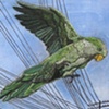 Monk Parakeet and Phone Lines