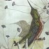 'The Hummingbird's Shadow'