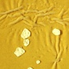 Wrinkly Plains