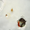 (detail) Peeling Panorama 1